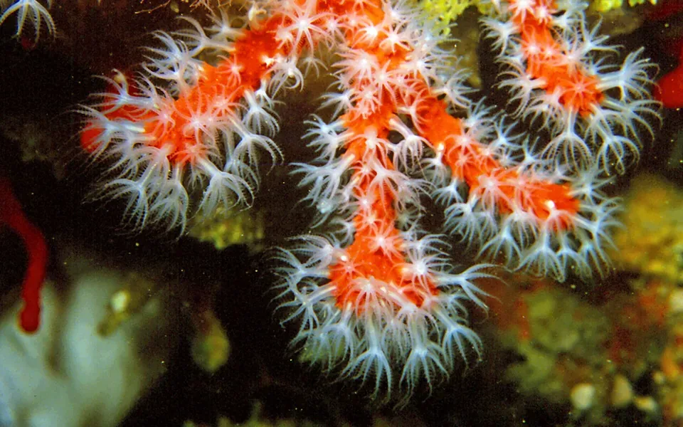 Corail rouge, pierre naturelle