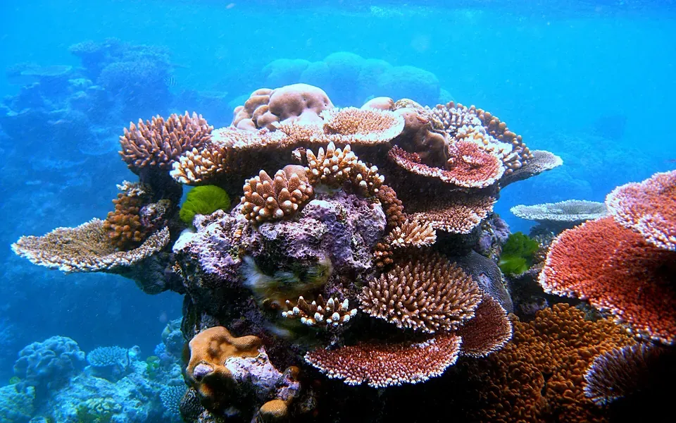 Corail, pierre naturelle