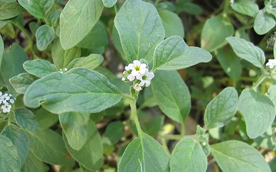 Héliotrope, pierre naturelle